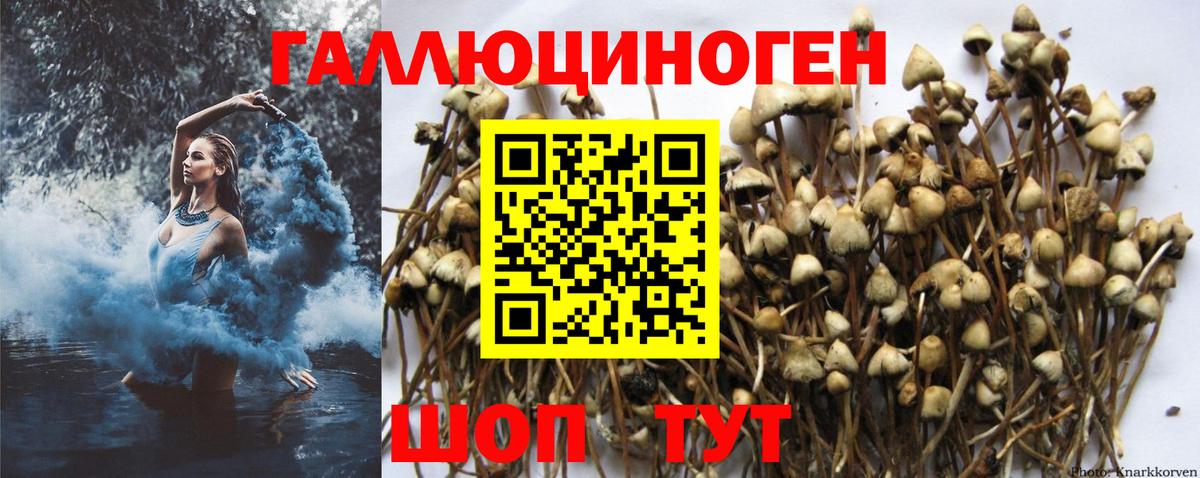 Псилоцибиновые грибы Psilocybe Баксан